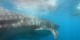Philippines - 2012-01-16 - 154 - Whale Shark Beach